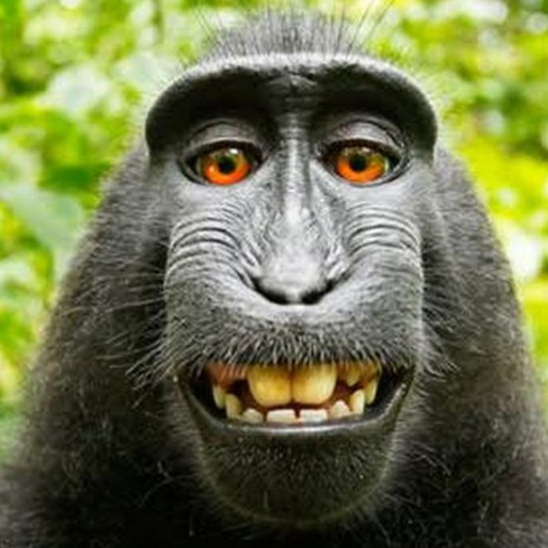 File:Monkey.jpg